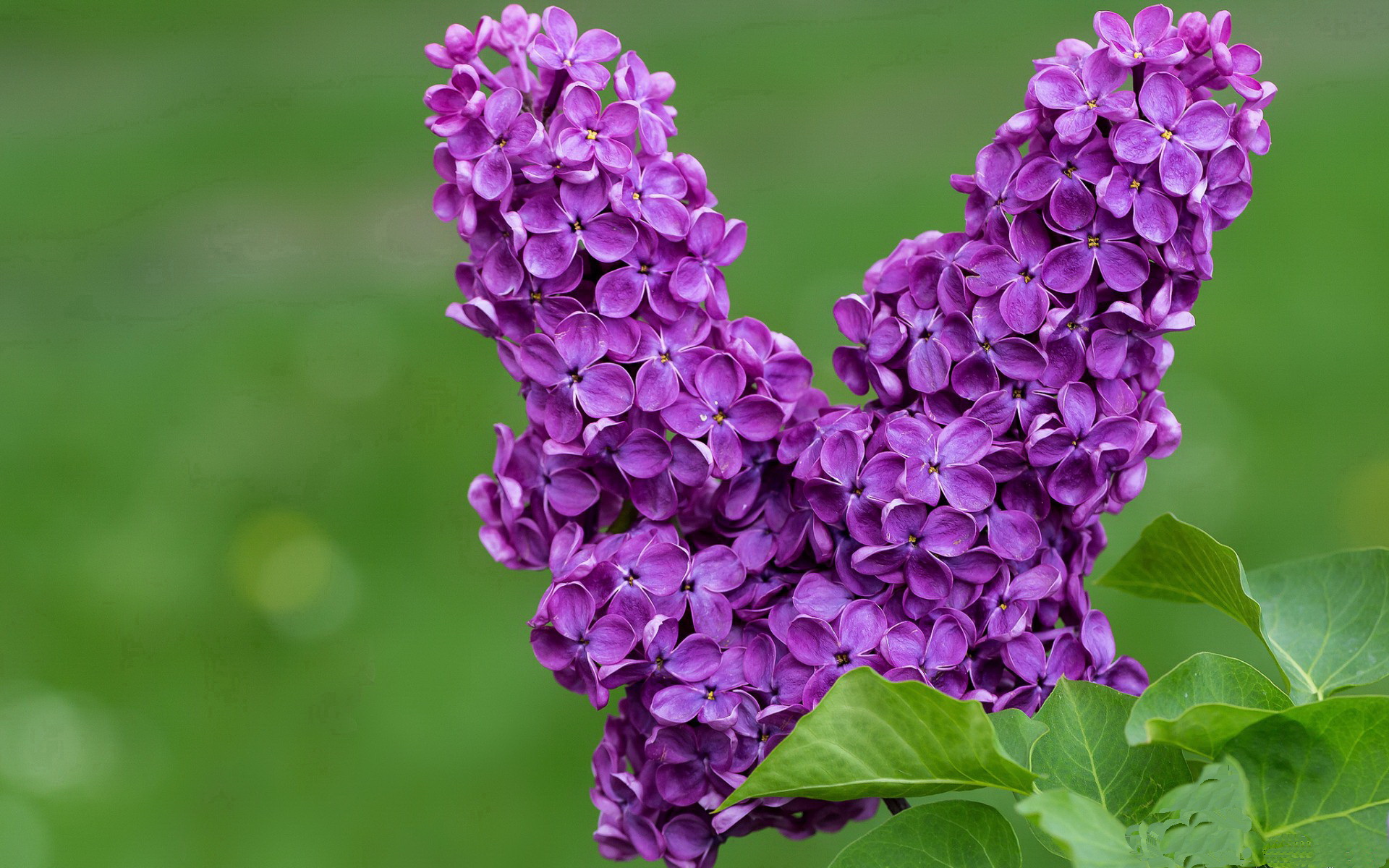 莱奥独舞圣西罗,罗马城墙崩塌!亚特兰大争冠战强势绞杀红狼