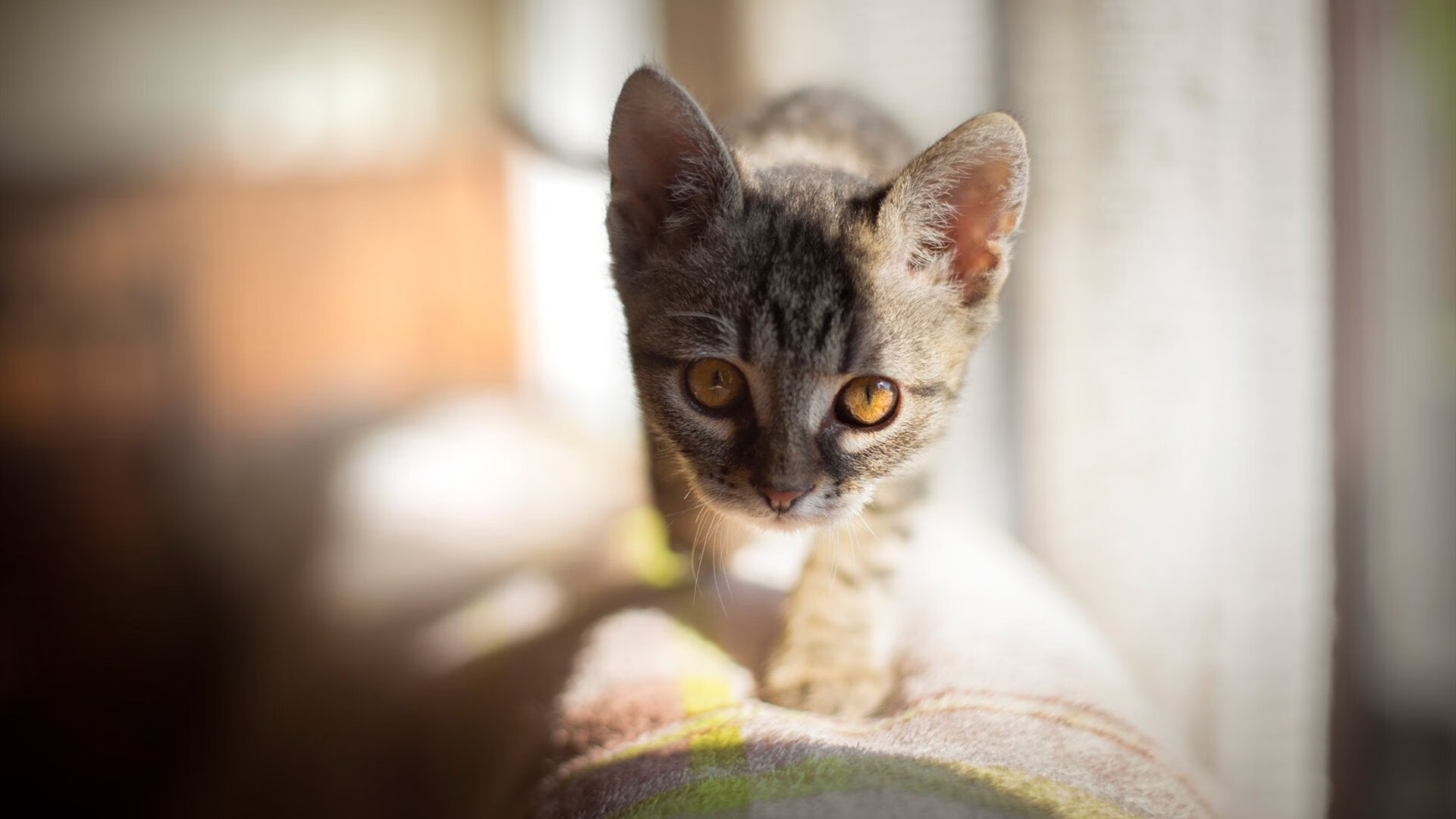 当孔德成为节拍器，摩洛哥如何用一场战术交响乐击溃美国