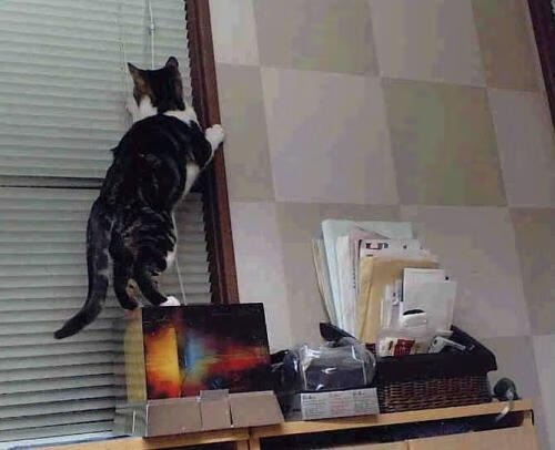 从奥兰多暴击到世界之巅,保罗的魔术与2026的野望