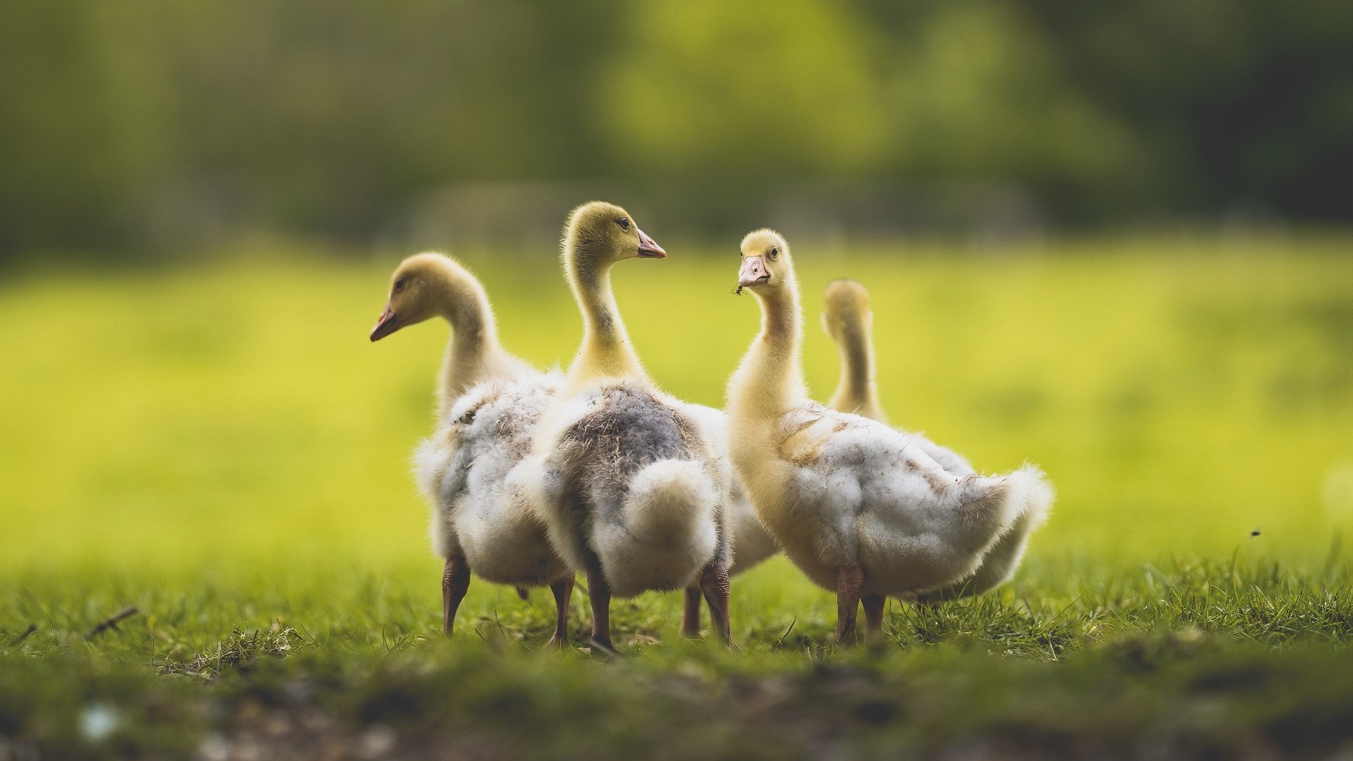 开云体育入口-猛龙稳稳拿下北京队，西亚卡姆生死时刻成关键先生