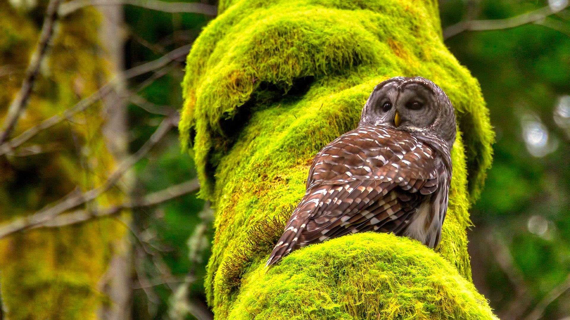 开云体育入口-英格拉姆40+10+7统治攻防！森林狼力克广东队，中美篮球差异再成焦点